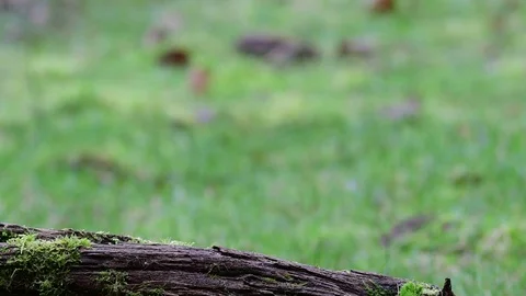Marsh tit and a great tit search feed on the wood Stock Footage 104273759