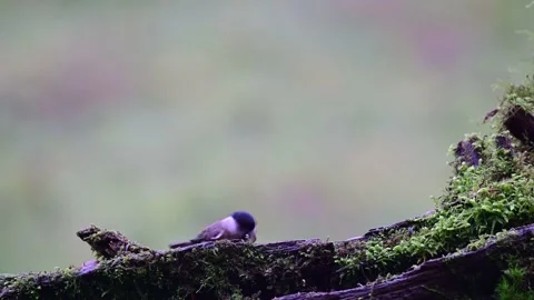 Marsh tit and a great tit searchs food on the deadwood Stock Footage 138883706