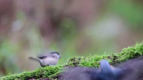 Marsh tit and a nuthatch looking for food on a dead wood Video stock 204999185