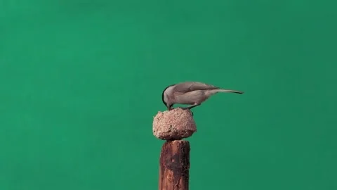 Marsh Tit and tits pecking food on a green screen, slow motion Stock Footage 281965858