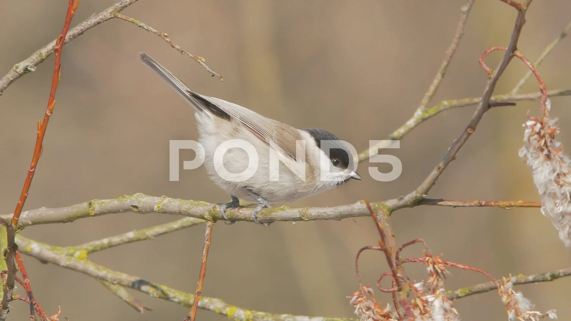 Marsh tit. Bird on a branch, take off and fly away in slow motion