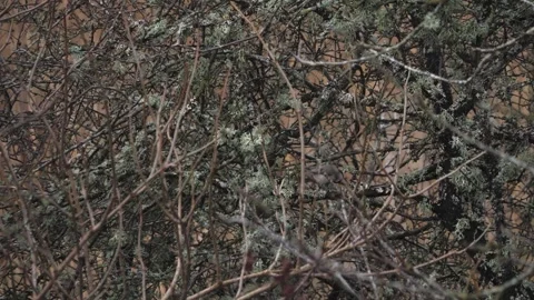 Marsh Tit Bird Moving Quickly Dense Shrub With Branches Covered in Reindeer Moss Stock Footage 241416505