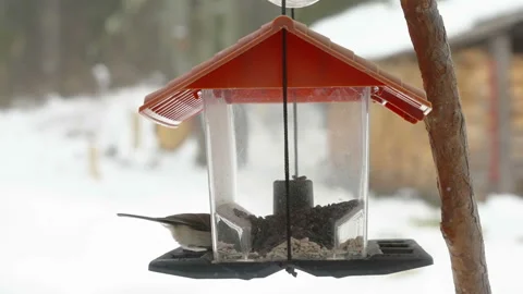 A marsh tit bird outside the bird feeder in Estonia 스톡 동영상 170483421