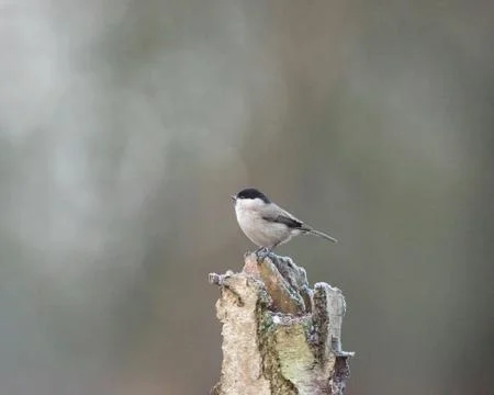 Marsh tit bird perched on tree trunk. Stock Photos