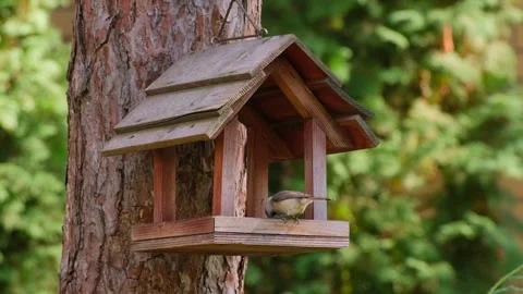 Marsh Tit Bird Perched on Wooden Feeder Platform Stock Footage 346248239