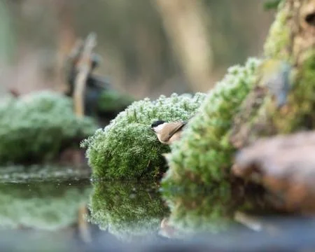 Marsh tit bird sitting between moss at edge of forest pond. Stock Photos