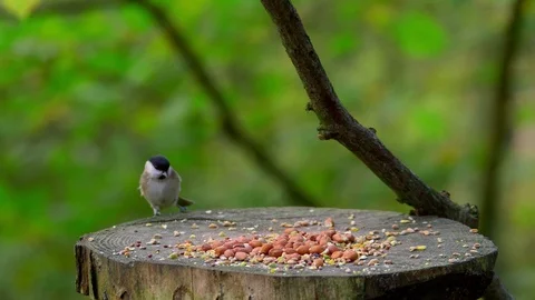MARSH TIT BLUE TIT COAL FORGE VALLEY EAST AYTON Stock Footage 70704504