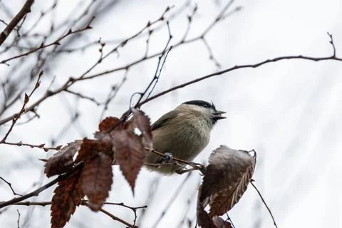 Marsh tit calling from a bare branch Stock Photos