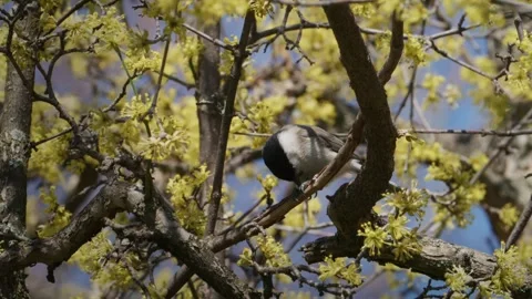 Marsh Tit Eating Seed Cornus mas Spring Slow Mo Stock Footage 334987713