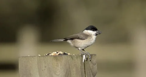 Marsh Tit feeding on a fence post, shot in 8K at 50fps Stock Footage 320240384