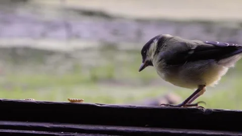 Marsh tit Stock-Footage 133540703