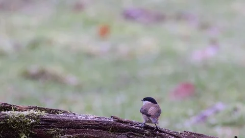 Marsh tit have a disput with a nuthatch on the deadwood, winter Video stock 104600918
