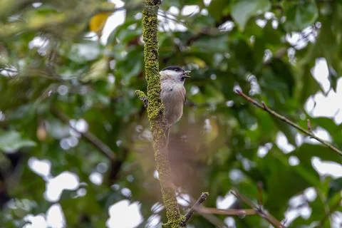 Marsh tit with its bill open on a lichen-covered twig 库存照片