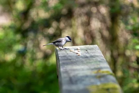 Marsh tit looking down at peanuts on a rail Stock Photos