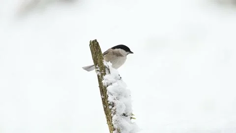 Marsh tit looking for food on dead wood in snow Stock Footage 198355024