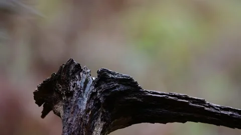 Marsh tit looking for food on dead wood Stock Footage 202306244