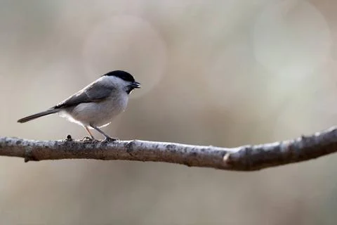  Marsh Tit Marsh Tit in a park in Paris, Ile de France, France. Copyright:... Foto stock