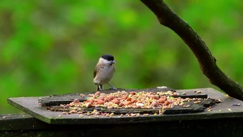 MARSH TIT NUTHATCH COAL FORGE VALLEY EAST AYTON Video stock 70704061