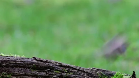 Marsh tit pair and a chaffinch search feed on the wood Stock Footage 104273922