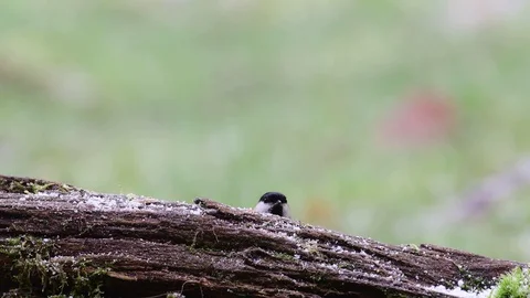 Marsh tit pair and a nuthatch search feed on the wood, winter Stock Footage 104548336