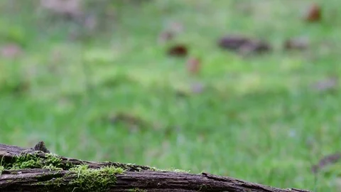 Marsh tit pair search feed on the wood Stock Footage 104272098