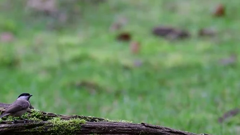 Marsh tit pair search feed on the wood Stock Footage 104273755
