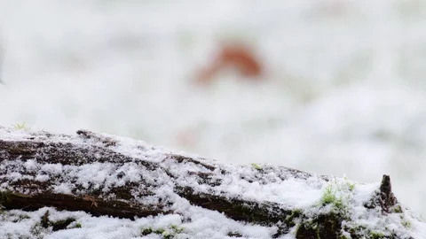 Marsh tit  pair search feed on the wood, winter Stock Footage 104408829