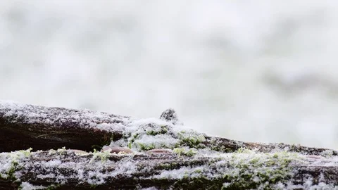 Marsh tit pair search feed on the wood, winter Stock Footage 104408944