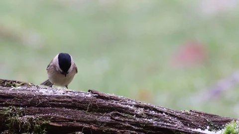Marsh tit pair search feed on the wood, winter Stock Footage 104545996