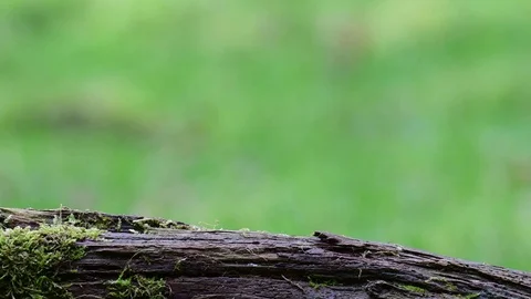 Marsh tit pair search feed on the wood Stock Footage 104700531