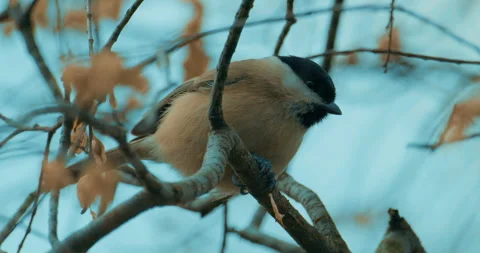 Marsh tit perched on a branch. Opening a podwith its beak. Video stock 261425297