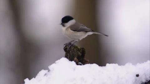 Marsh tit perched on snowy ground Stock Footage 321125334