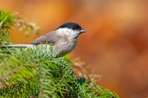 Marsh tit, perching on a twig Stock Photos