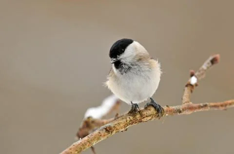 Marsh tit Foto stock