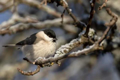 Marsh Tit Stock Photos