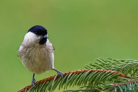 Marsh tit Stock Photos