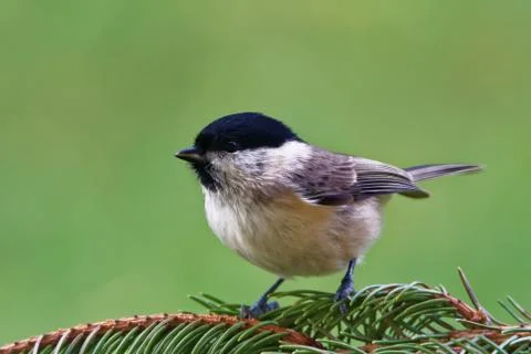 Marsh tit Stock-Fotos