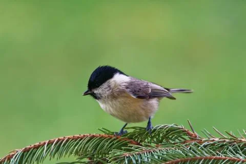 Marsh tit Foto stock