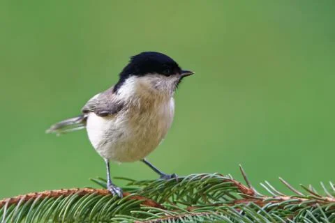 Marsh tit Stock-Fotos