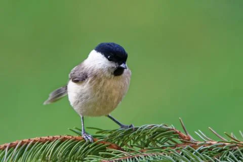 Marsh tit Stock-Fotos