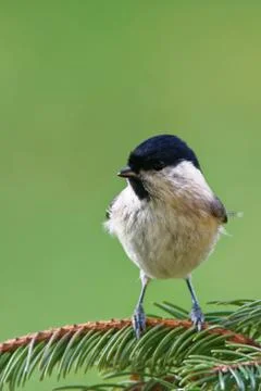 Marsh tit Stock Photos