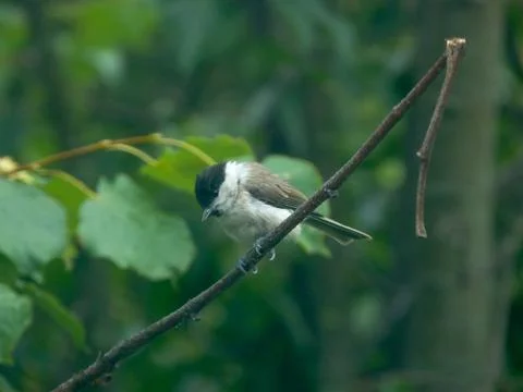 Marsh Tit Stock Photos