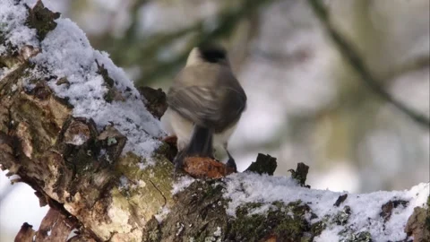 Marsh tit picking up nut on snow-laden branch Stock Footage 321125336