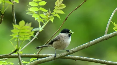 Marsh tit (Poecile palustris) perching on tree branch with green Caterpillar Stock Footage 147207874