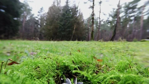 Marsh tit search feed in the forest, fisheye lens Stock Footage 157383379