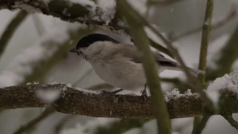 Marsh tit in winter - red epic footage Stock Footage 83424906