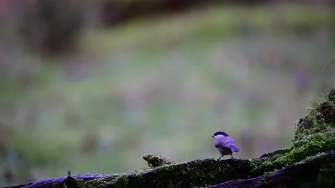 Marsh tits and coal tit searchs food on the deadwood Stock Footage 138003694