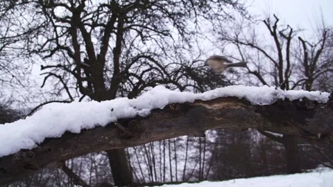 Marsh tits chasing each other on snowy branch in winter Stock Footage 321125318