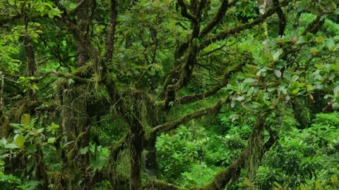 Marsh tree Stock Footage 162779751