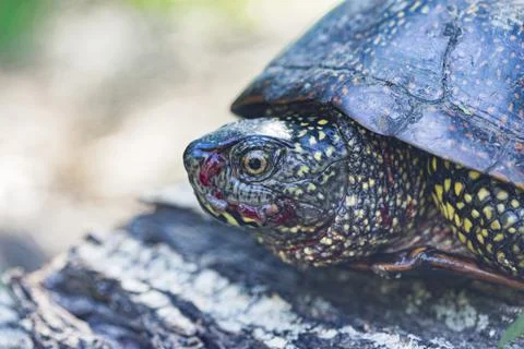 Marsh turtle with a bloodied muzzle on a lying stump, side view Stock Photos